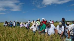 Productores de arroz inician hoy paro nacional indefinido