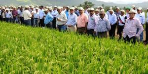 Productores de arroz realizarían paro nacional indefinido en marzo