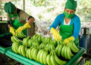 Productores de banano orgánico de Piura inician la exportación de derivados a Europa