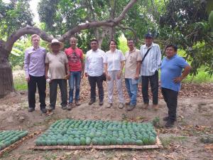 Productores de Chulucanas migraron a mango y cambiaron su vida