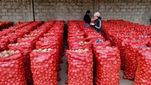 Productores de Huánuco concretan primera venta directa de papa amarilla a la agroindustria