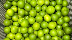 Productores de Tumbes comercializan 16 toneladas de limón para la agroindustria