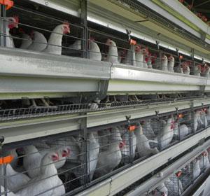 PRODUCTORES NACIONALES DE AVES DEBEN INVERTIR EN AUTOMATIZAR SUS GALPONES