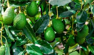 ProHass: volumen exportable de palta Hass en la campaña 2026 asciende a 773 mil toneladas