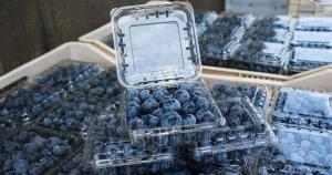 Proyecciones de la industria peruana del arándano están muy por encima de las cifras pasadas