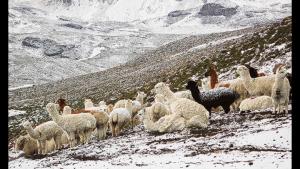Proyectan proteger a más de 740 mil cabezas de ganado por heladas en Puno