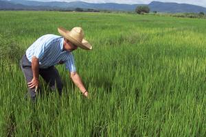 Proyectan sembrar más de 89 mil hectáreas de arroz en San Martín