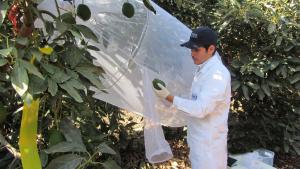 Proyecto de innovación del Senasa recibe Premio Nacional INIA - Caral 2020