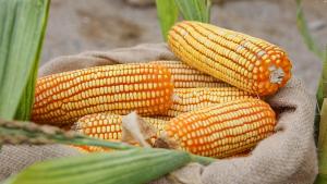 Proyecto “Papa y Maíz” beneficia a más de 2.600 familias de Amazonas, Cajamarca y La Libertad