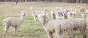 Publican Ley que declara de interés nacional la  creación del Instituto Nacional de Camélidos