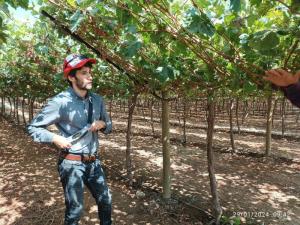 ¿Qué factores provocan que las estimaciones de cosecha de uva puedan resultar equivocadas?