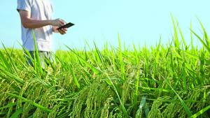 ¿Qué frena el despegue del AgTech en el Perú?