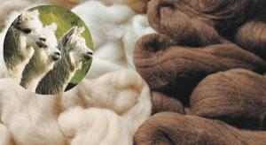 ¿Qué le falta al Cusco para aprovechar todo el valor de la gran fibra de camélidos que produce?