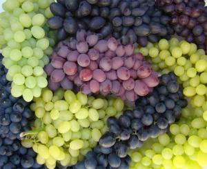Rabobank: A pesar del descenso de las exportaciones mundiales, la popularidad de la uva de mesa sigue en alza