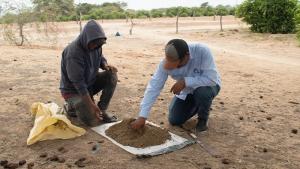 Realizan muestreo de suelos a más de 120 productores de limón del Medio Piura