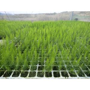 RECOMIENDAN USO DE PLANTINES EN HORTALIZAS QUE NO SON DE RAÍZ