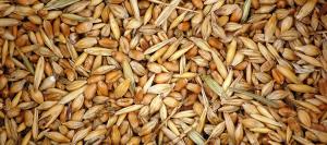 Recopilan toda la información genética sobre el trigo para mejorar sus variedades