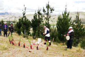 Reforestan cabecera de cuenca con plantones de pino