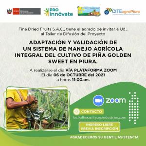 Revelarán resultados de proyecto de adaptación de Piña Golden Sweet en la región Piura