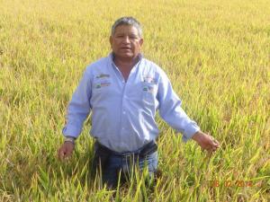 Riego a cultivos de arroz a través de “Secas Intermitentes” permite ahorrar hasta 8.000 m3 de agua por hectárea
