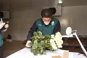 Rosas de Cajamarca encuentran mercado en Chile