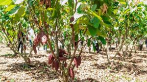 San Martín fortalece su producción de cacao sostenible