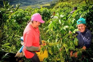 San Martín impulsa 28 proyectos productivos agrarios