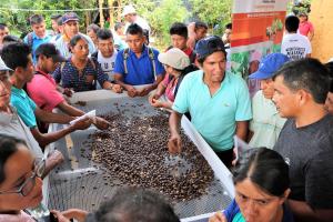 San Martín incrementa en 86% producción de sacha inchi gracias a la tecnología