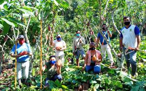 San Martín: plagas como el mazorquero y la moniliasis afectaron un 30% de la producción de cacao en el Huallaga Central