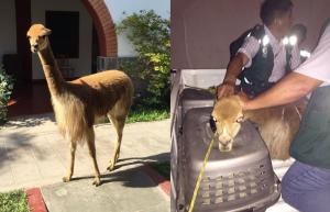 SANCIONARÁN FUNCIONARIOS QUE INTERVINIERON  VICUÑA "CANELA"