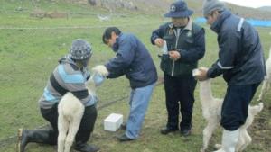 Sanmarquinos crean vacuna que reduce mortandad en alpacas bebés