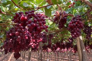 Se espera que las exportaciones de uvas de Perú disminuyan un 15% respecto a las estimaciones de pretemporada