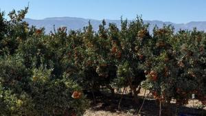 Se espera que los aranceles tengan un impacto limitado en la importación de cítricos del hemisferio sur a Estados Unidos