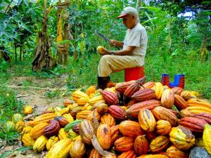 ¿Se relajan las certificaciones en tiempos de bonanza del cacao?