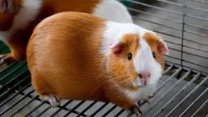 Se viene el II Congreso Internacional del Cuy