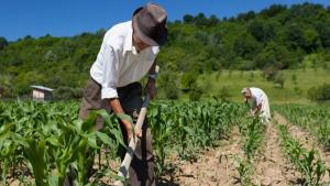 Sector agropecuario creció 4.8% en 2025