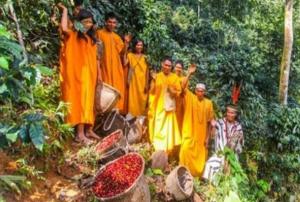 Sector Ambiente impulsa proyecto a favor de productores de café y cacao sin deforestación