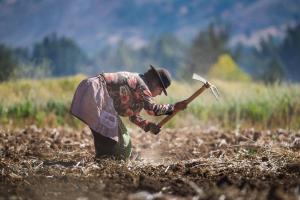 Seguro Agrícola Catastrófico: objetivo en 2024 es aumentar cobertura a 95,000 agricultores