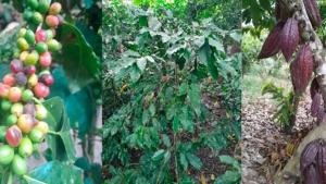 Senamhi: aconseja vigilancia de cultivos en Sierra y Selva por condiciones meteorológicas