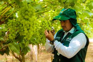 Senasa certifica doce lugares de producción para exportar uva en la presente campaña