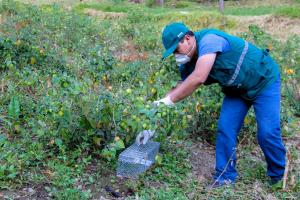 Senasa controló 1.116 hectáreas con presencia de roedores en 2018