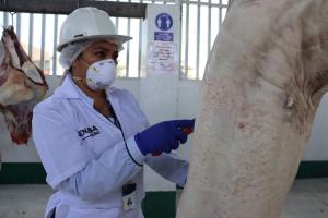 Senasa inicia campaña para mejorar mataderos que permitirán productos seguros e inocuos
