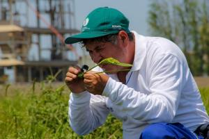 Senasa programa evaluación fitosanitaria en 3.500 hectáreas de arroz en Áncash