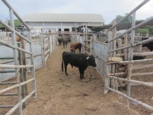 SENASA SACRIFICA 17 TOROS DE LIDIA QUE INGRESARON AL PERÚ ILEGALMENTE