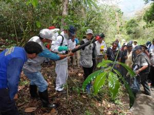 SENASA TRABAJA DIRECTAMENTE CON CAFETALEROS ERRADICACIÓN DE ROYA 