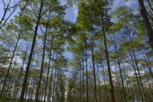 Serfor y Banco Mundial impulsarán acciones para plantaciones forestales comerciales
