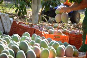 Si el mango peruano se encarece, existe el riesgo de que el público opte por frutas sustitutas