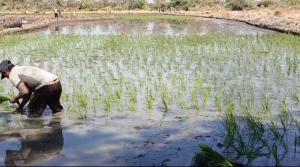 Siembran 6.900 hectáreas de arroz en el Valle de San Lorenzo en la presente campaña grande