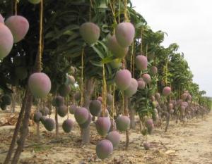 Sistemas de riego dañados por El Niño afectarían producción de mango en la campaña 2017/2018