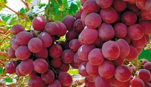 Sociedad Agrícola Rapel envió con éxito su último contenedor de uva de la temporada tras superar grandes retos productivos